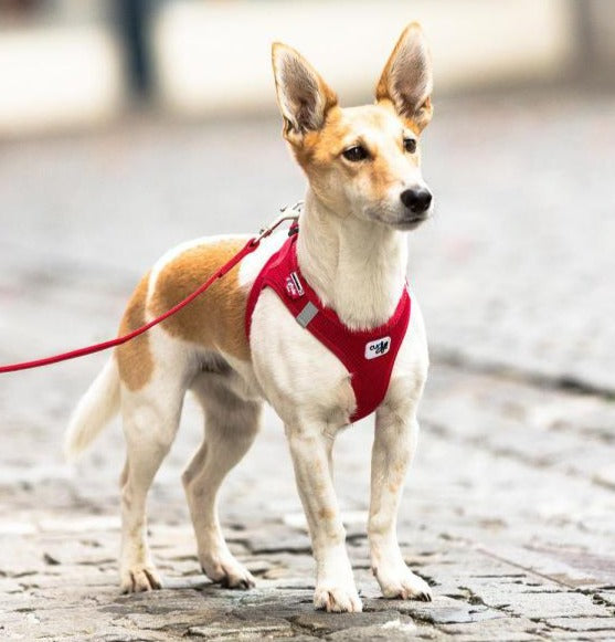Pet Supplies Hund LED Flash Sicherheits Nacht Tag Leuchtet Hunde